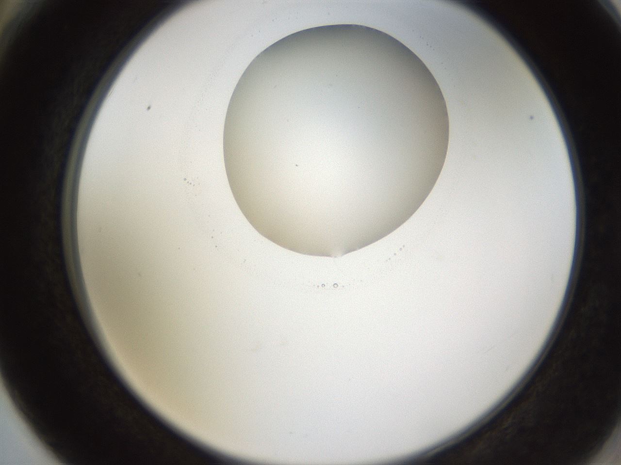 folderID595_plateID1595_batchID6723_wellNum66_profileID1_d2_r105143_ef.jpg