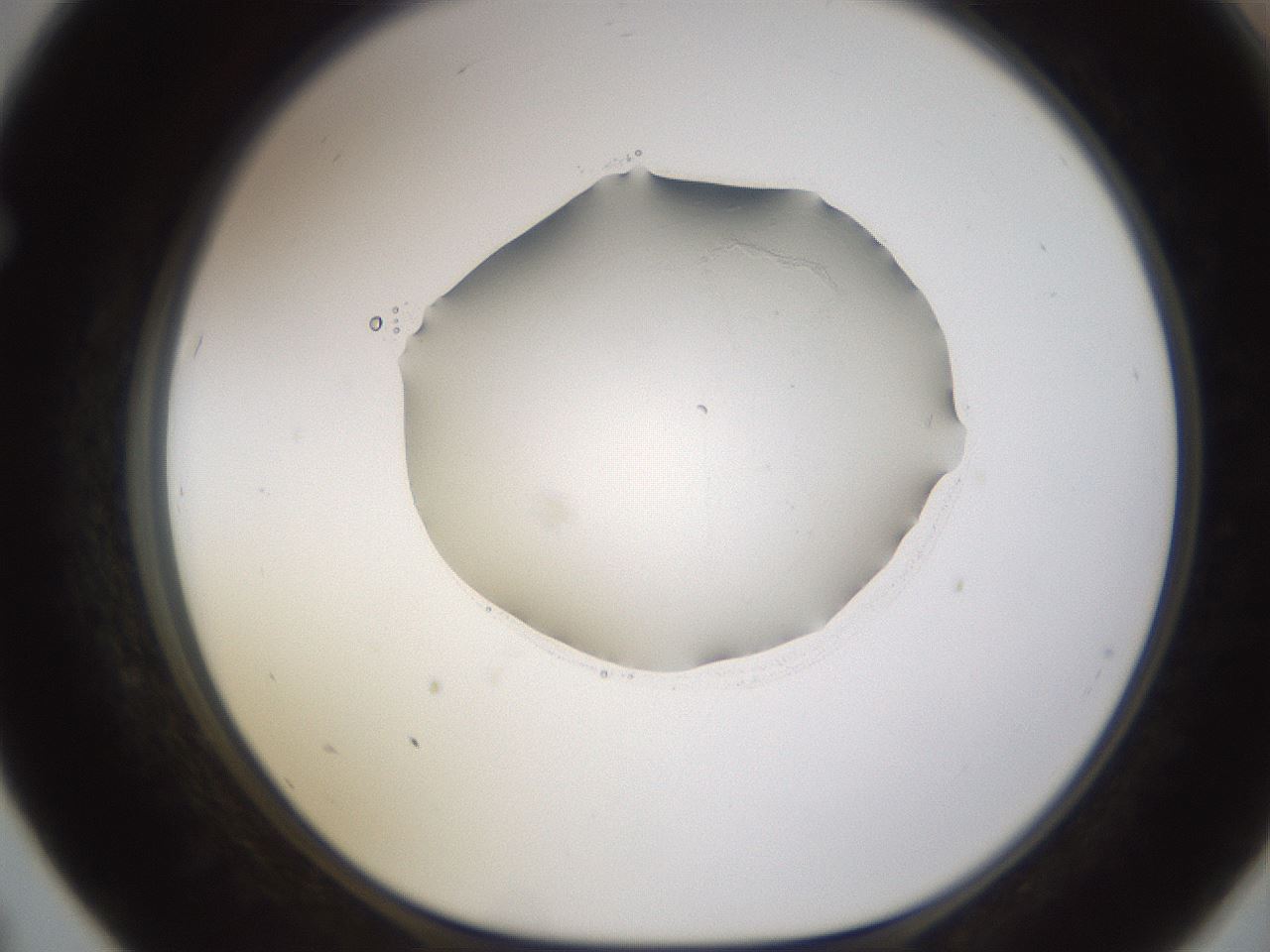 folderID595_plateID1595_batchID6723_wellNum67_profileID1_d1_r105144_ef.jpg