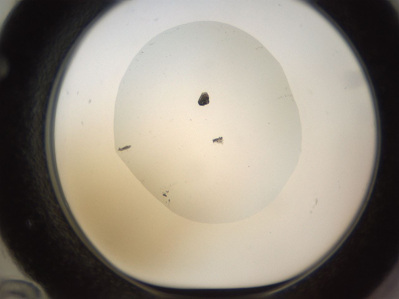 folderID595_plateID1595_batchID6723_wellNum72_profileID1_d1_r105154_ef.jpg