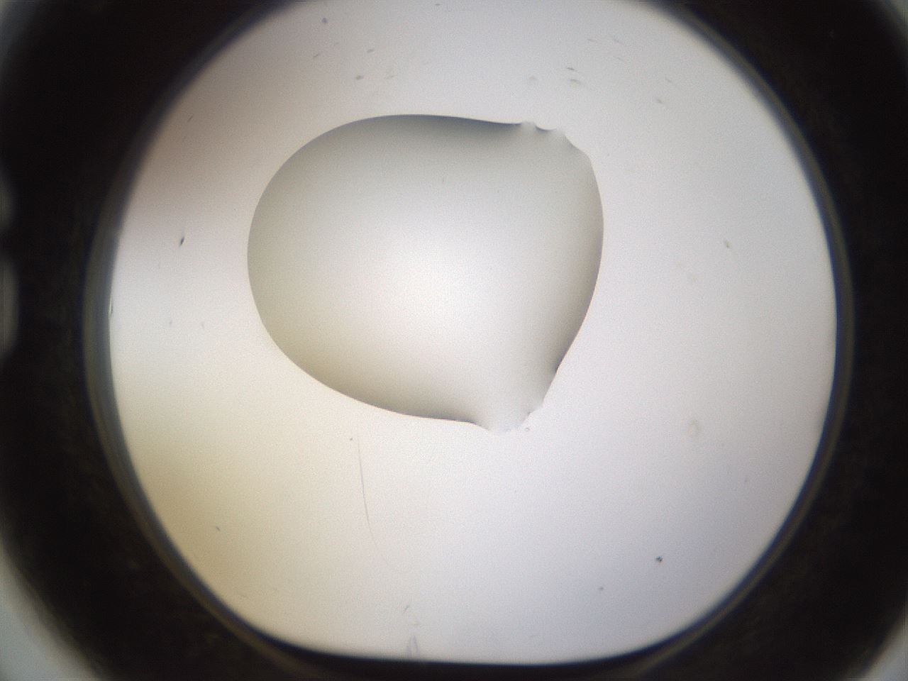 folderID595_plateID1595_batchID6723_wellNum81_profileID1_d1_r105172_ef.jpg