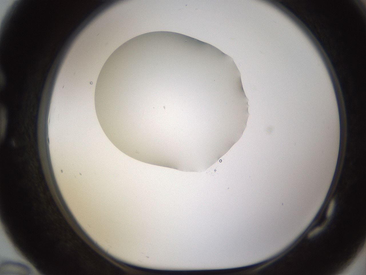 folderID595_plateID1595_batchID6723_wellNum82_profileID1_d1_r105174_ef.jpg