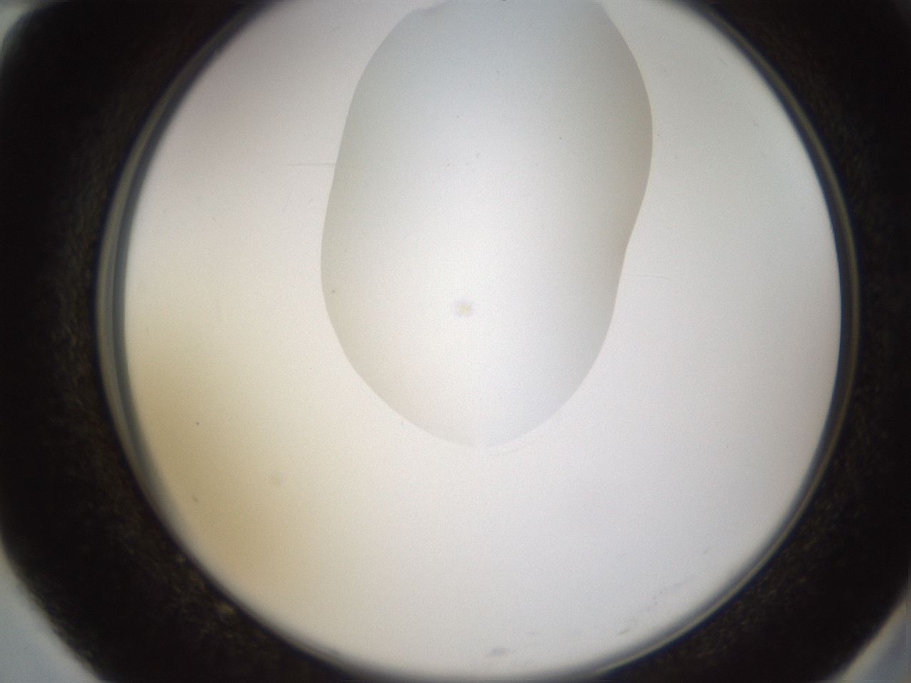 folderID595_plateID1595_batchID6723_wellNum82_profileID1_d2_r105175_ef.jpg