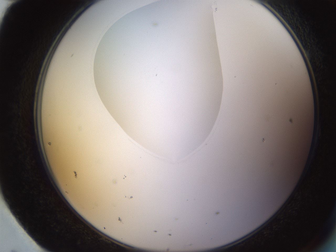 folderID595_plateID1595_batchID6723_wellNum95_profileID1_d2_r105201_ef.jpg