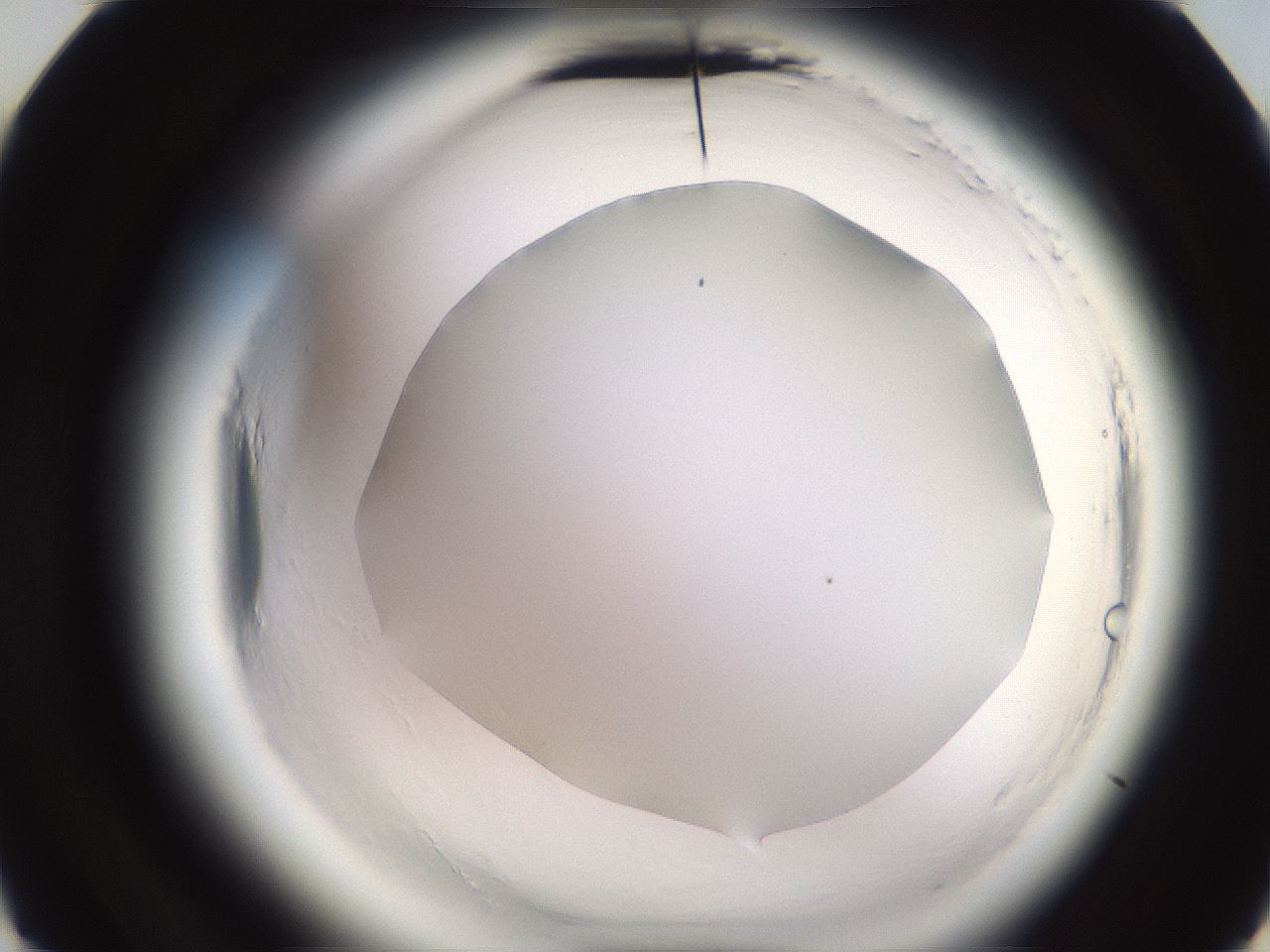 folderID595_plateID2595_batchID13189_wellNum22_profileID1_d3_r206283_ef.jpg