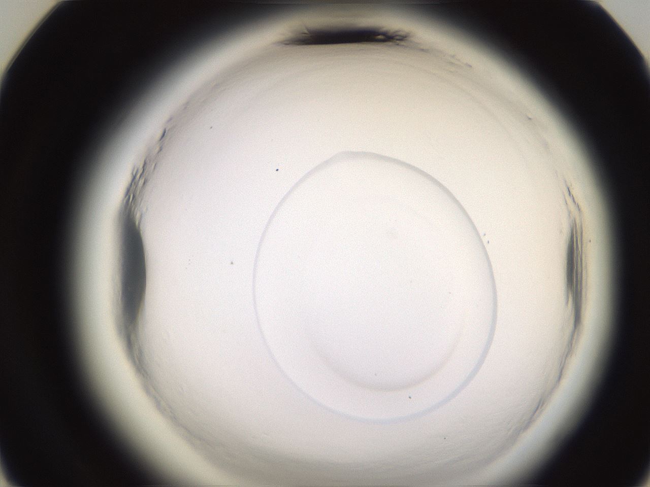 folderID595_plateID2595_batchID13189_wellNum24_profileID1_d3_r206289_ef.jpg