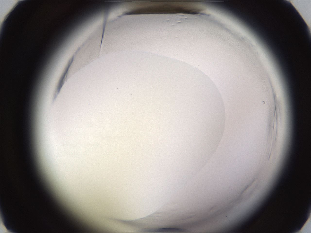 folderID595_plateID2595_batchID13189_wellNum26_profileID1_d1_r206293_ef.jpg