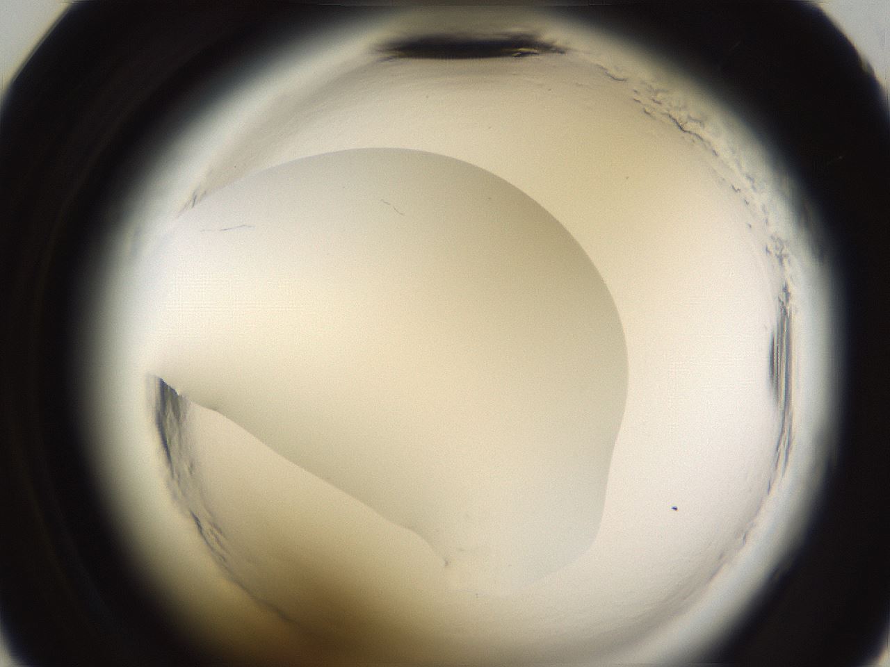 folderID595_plateID2595_batchID13189_wellNum35_profileID1_d2_r206321_ef.jpg