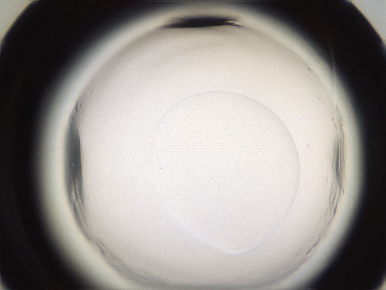 folderID595_plateID2595_batchID13189_wellNum36_profileID1_d3_r206325_ef.jpg