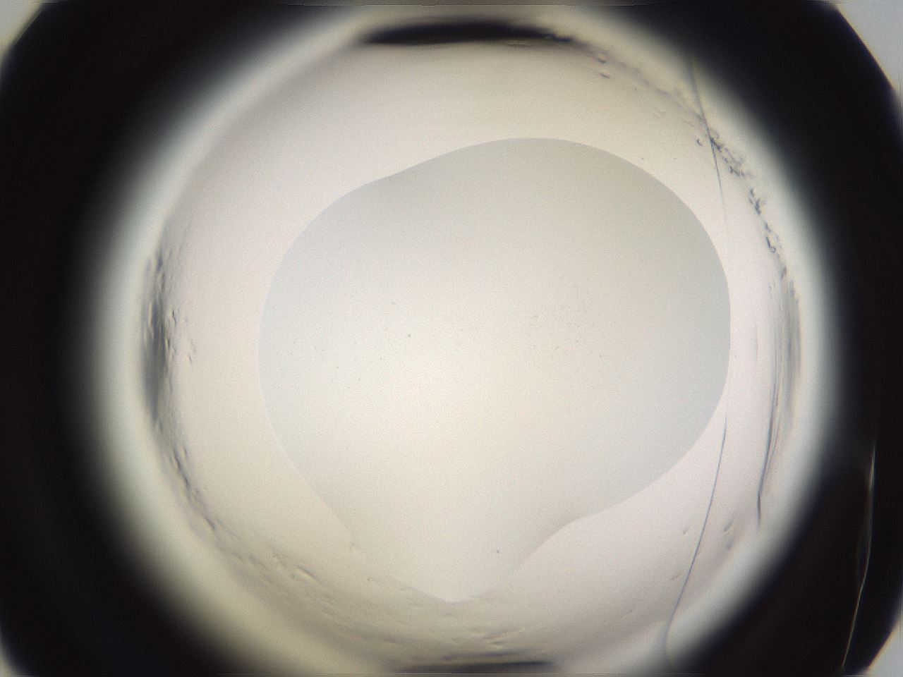 folderID595_plateID2595_batchID13189_wellNum54_profileID1_d2_r206378_ef.jpg
