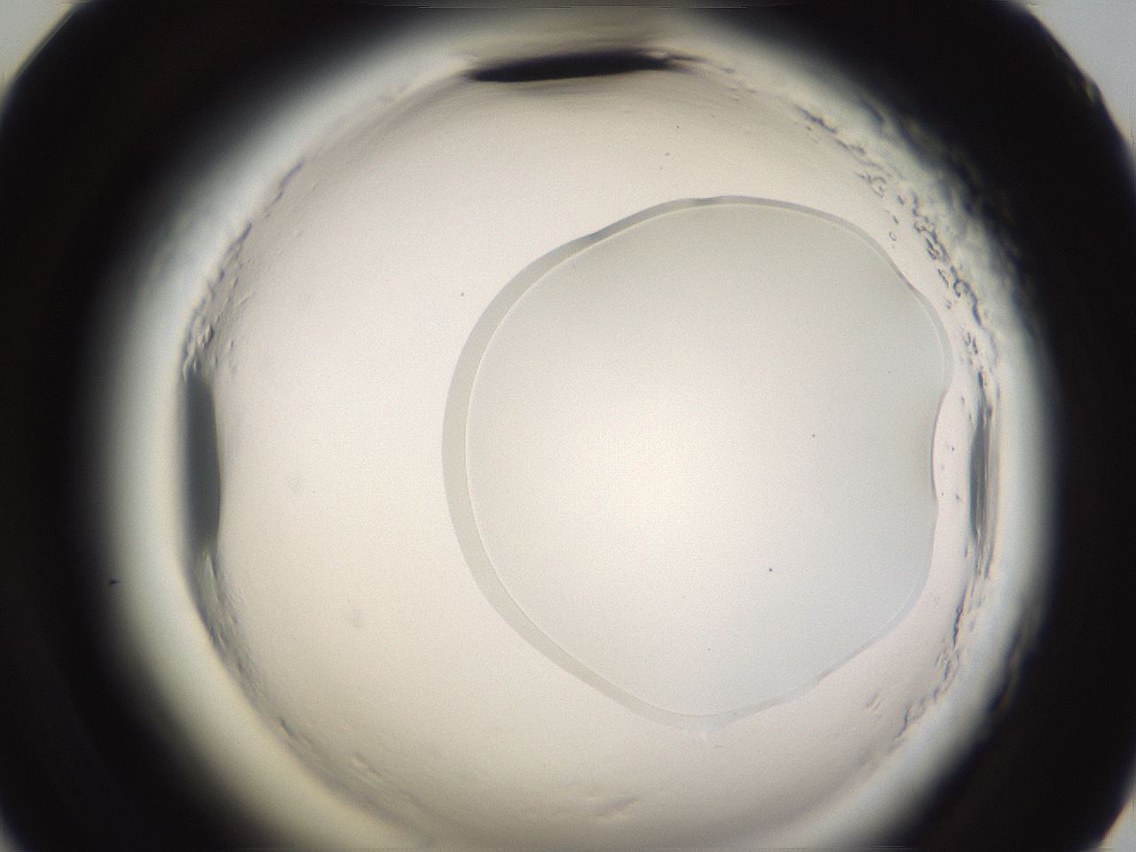 folderID595_plateID2595_batchID13189_wellNum59_profileID1_d2_r206393_ef.jpg