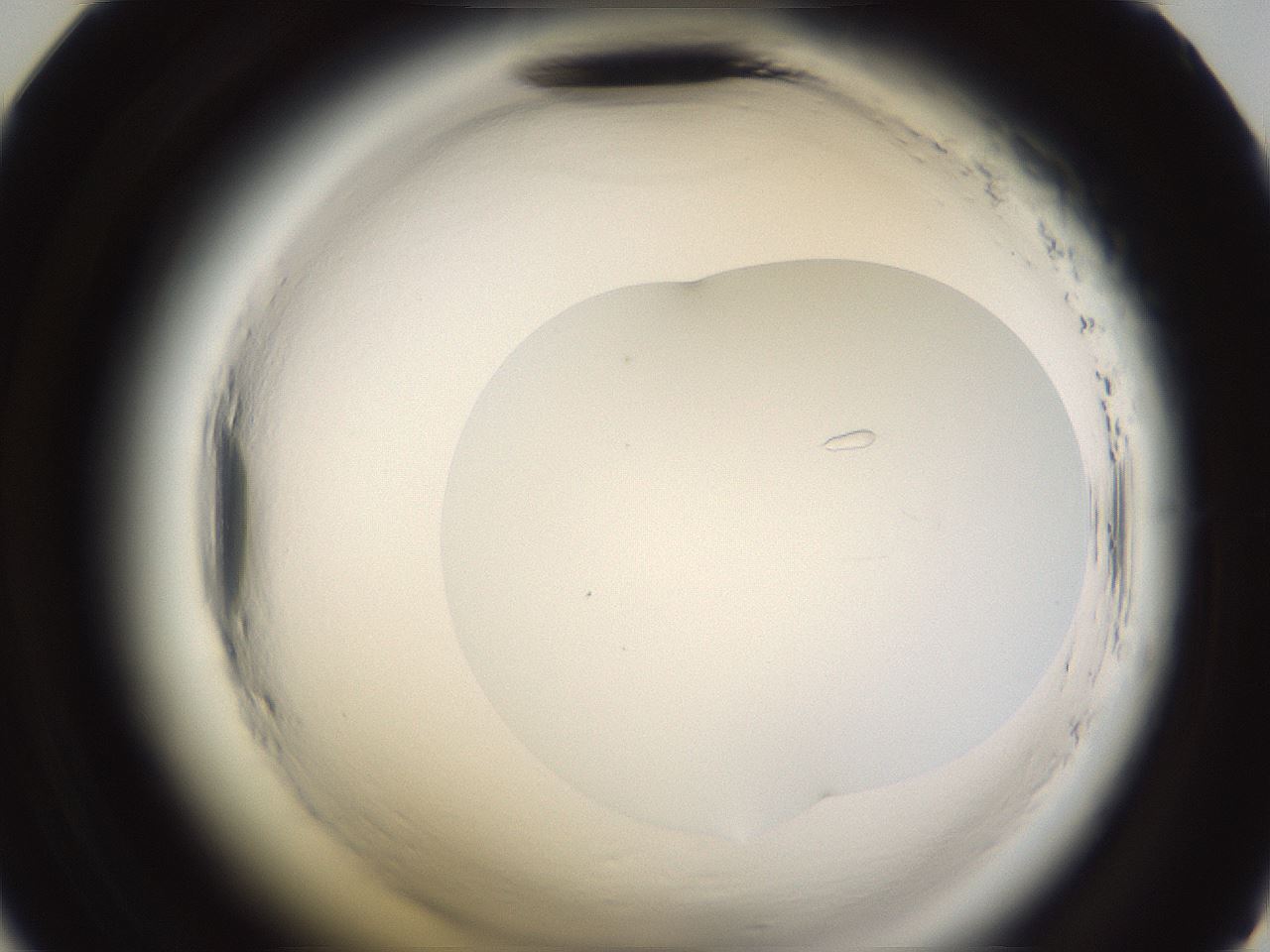 folderID595_plateID2595_batchID13189_wellNum47_profileID1_d2_r206357_ef.jpg