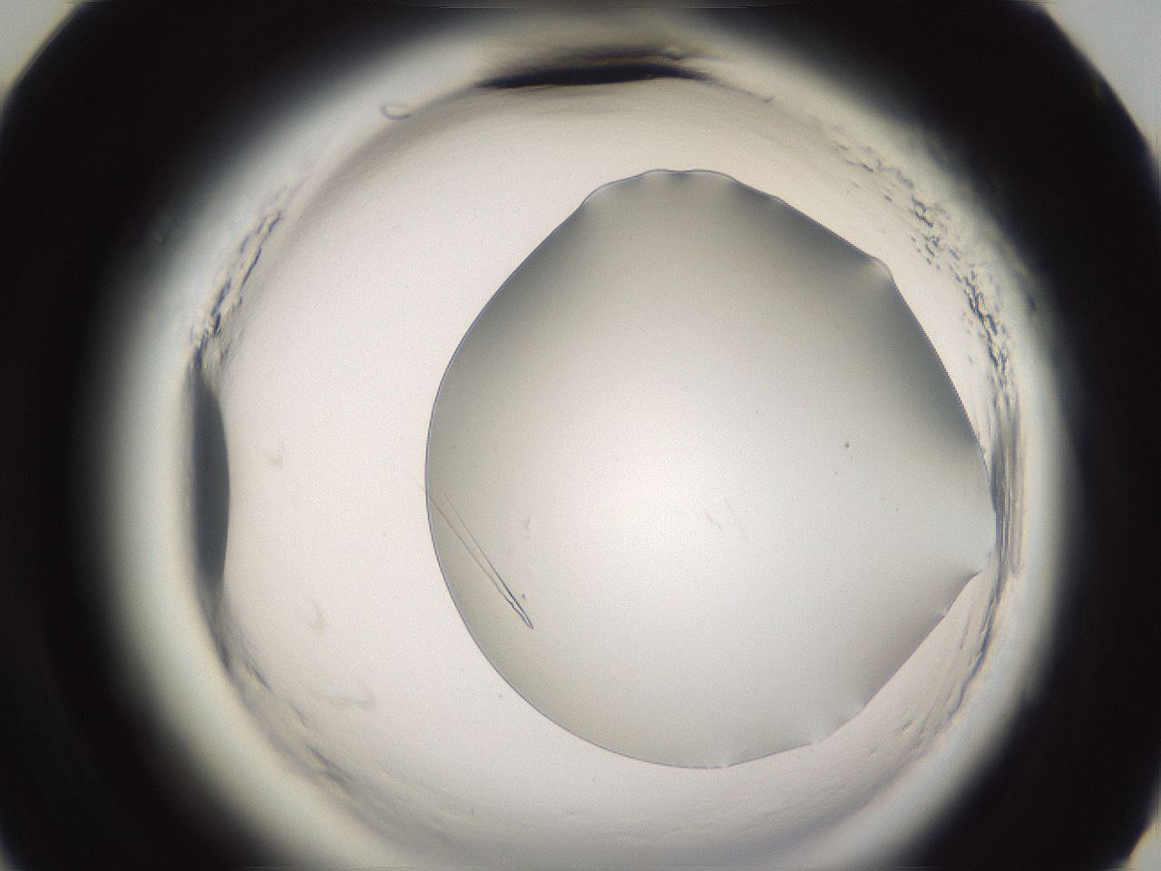 folderID595_plateID2595_batchID13189_wellNum59_profileID1_d3_r206394_ef.jpg