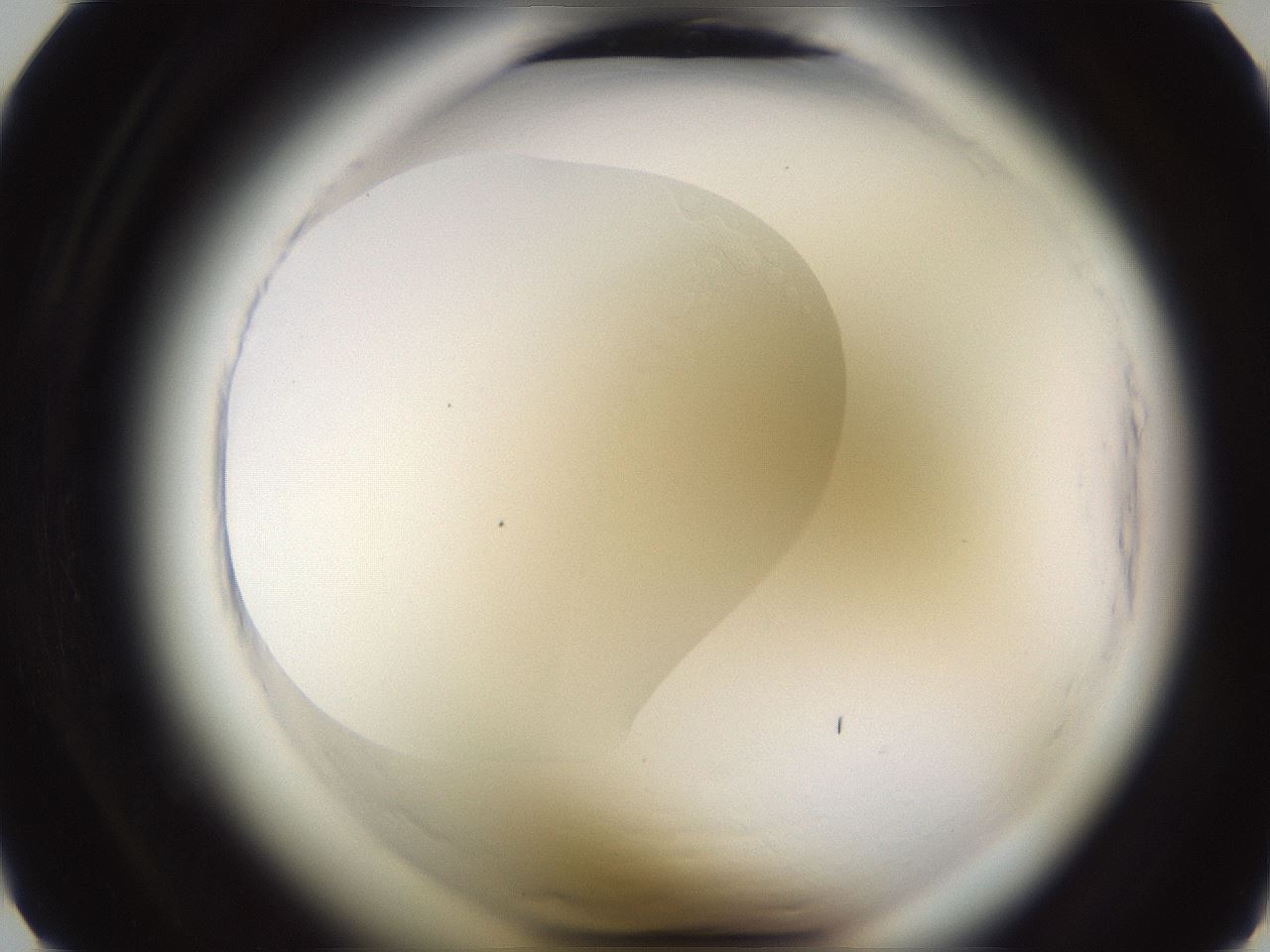 folderID595_plateID2595_batchID13189_wellNum6_profileID1_d1_r206233_ef.jpg