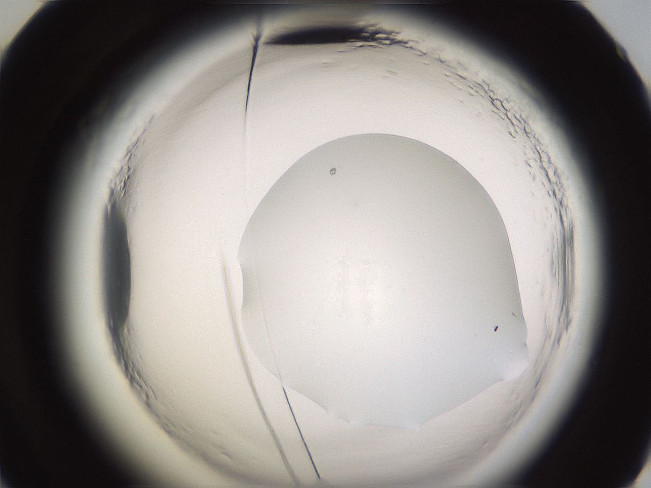 folderID595_plateID2595_batchID13189_wellNum60_profileID1_d2_r206396_ef.jpg
