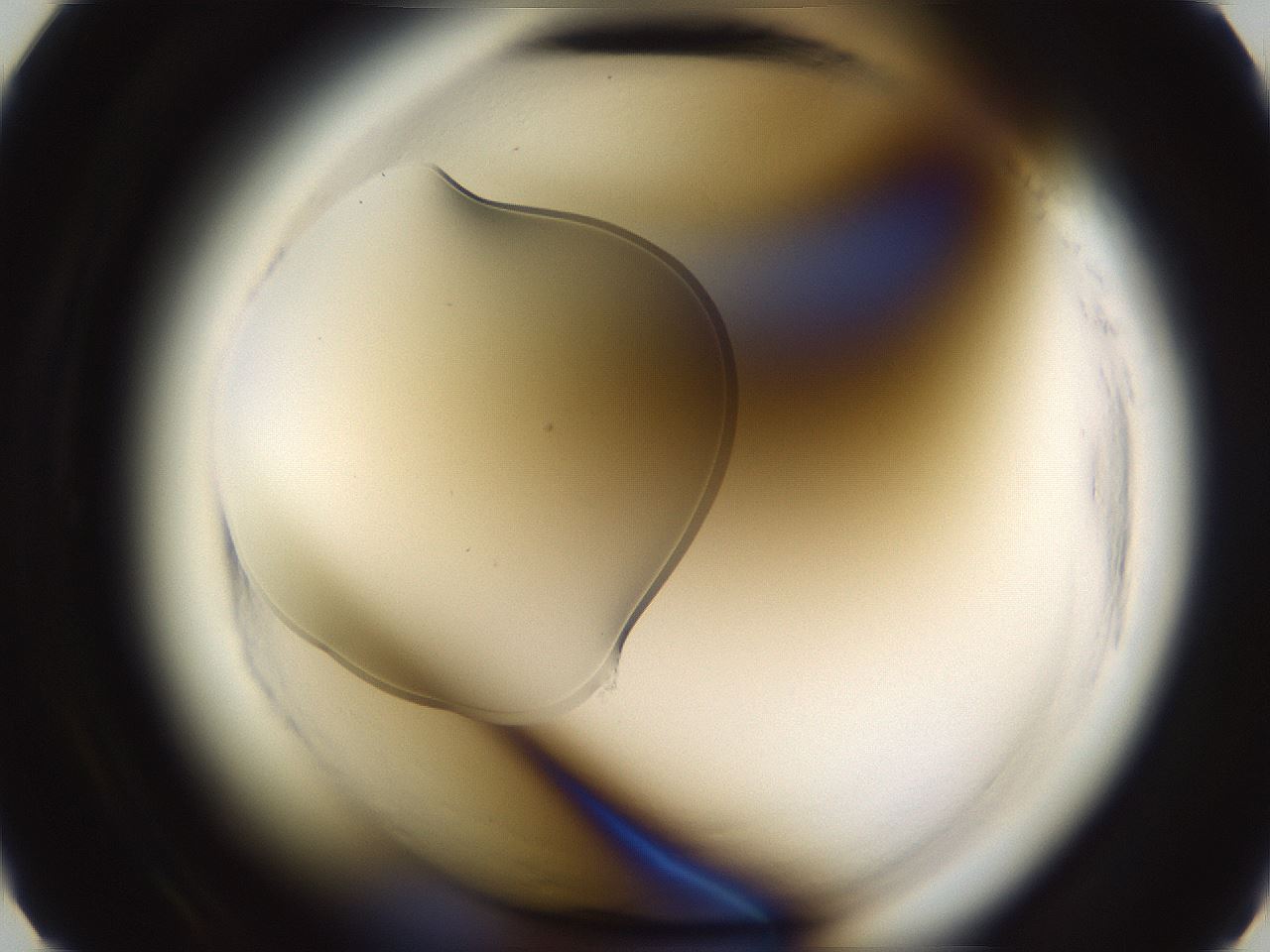 folderID595_plateID2595_batchID13189_wellNum6_profileID1_d2_r206234_ef.jpg