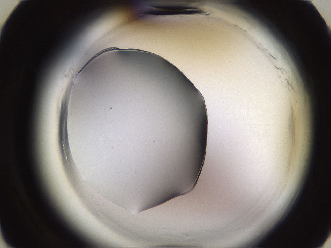 folderID595_plateID2595_batchID13189_wellNum7_profileID1_d3_r206238_ef.jpg