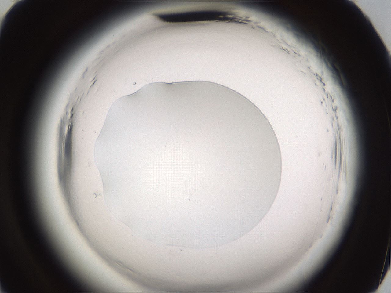 folderID595_plateID2595_batchID13189_wellNum81_profileID1_d2_r206459_ef.jpg