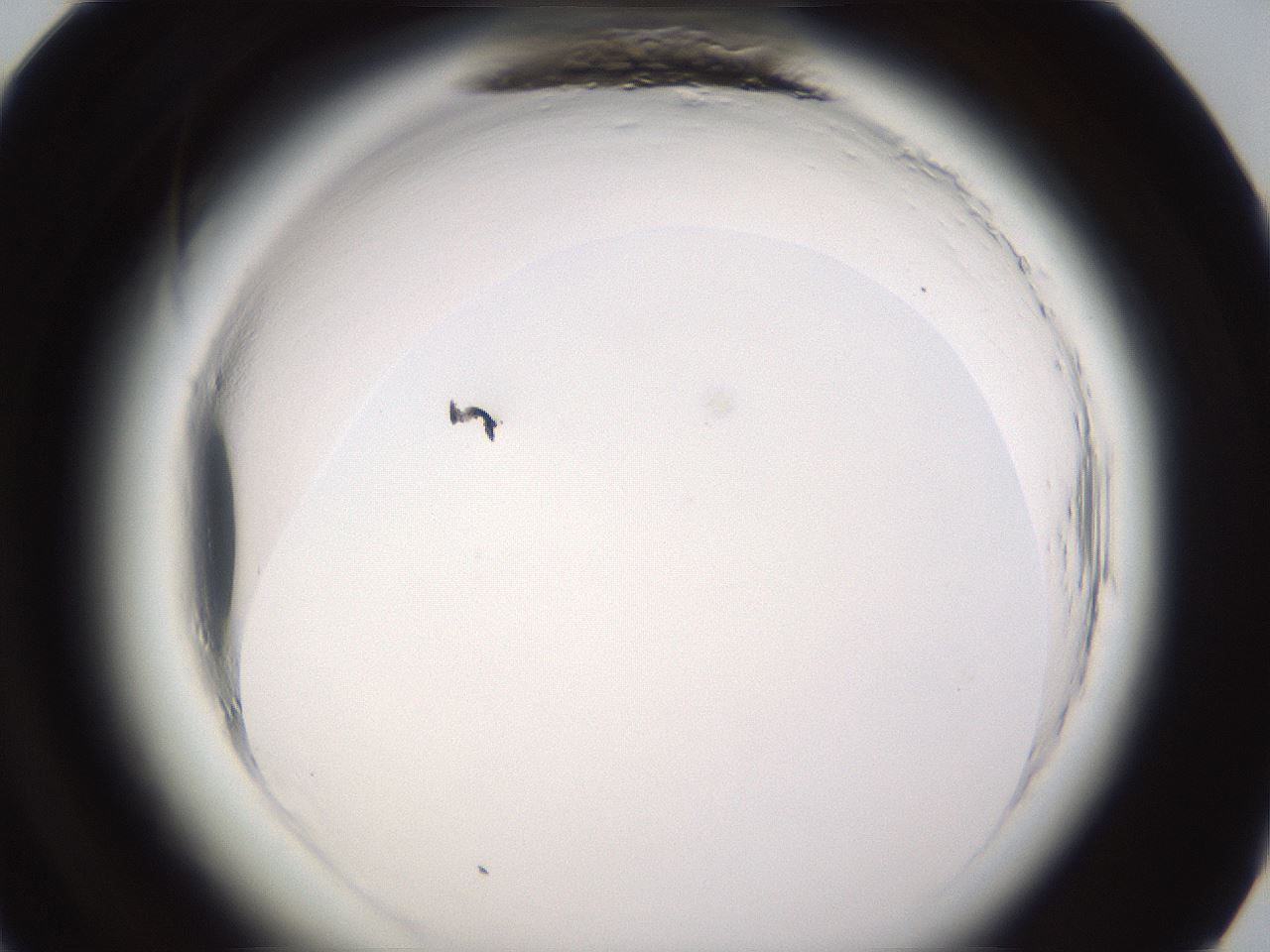 folderID595_plateID2595_batchID13189_wellNum84_profileID1_d1_r206467_ef.jpg