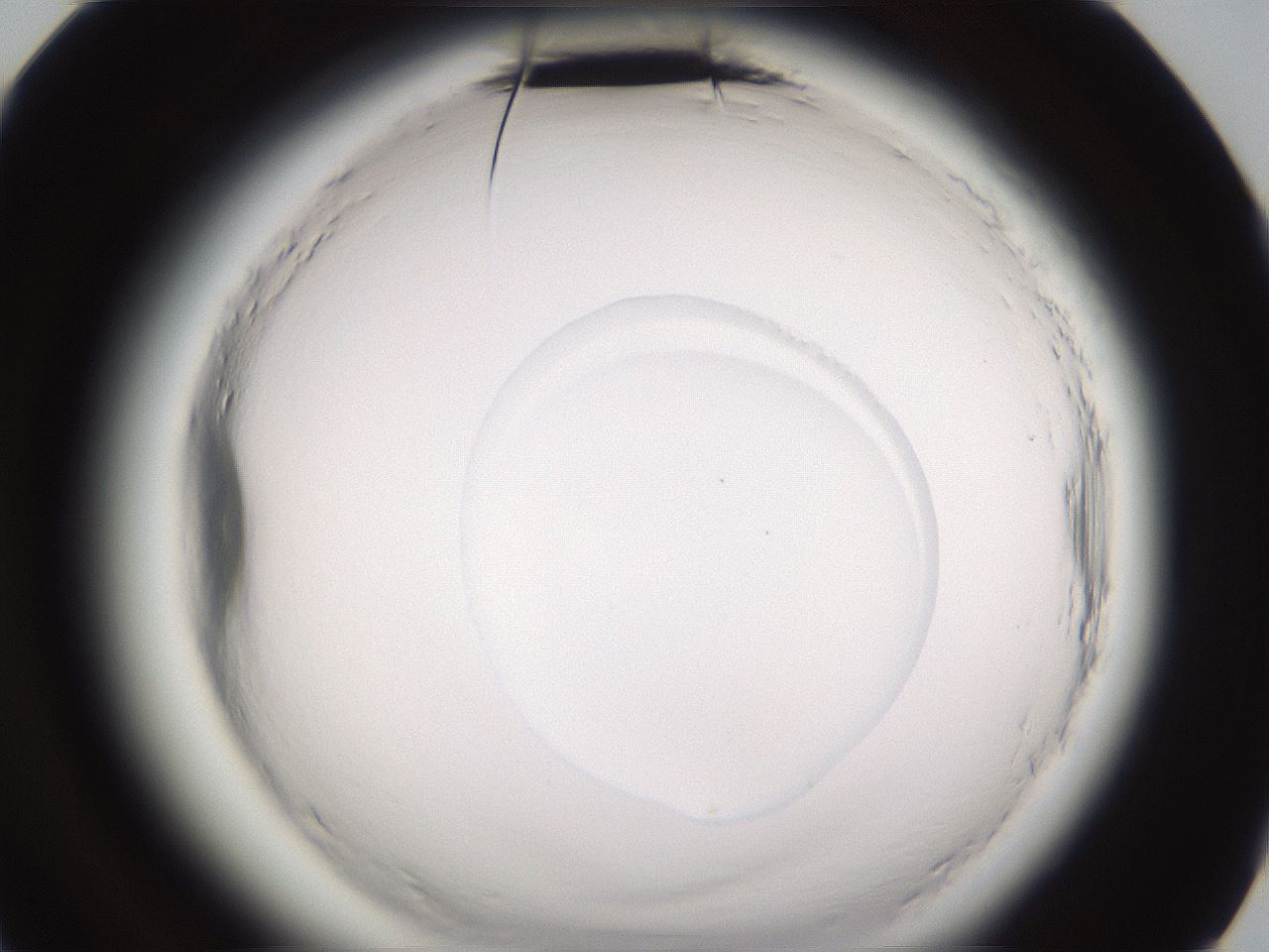 folderID595_plateID2595_batchID13189_wellNum84_profileID1_d3_r206469_ef.jpg