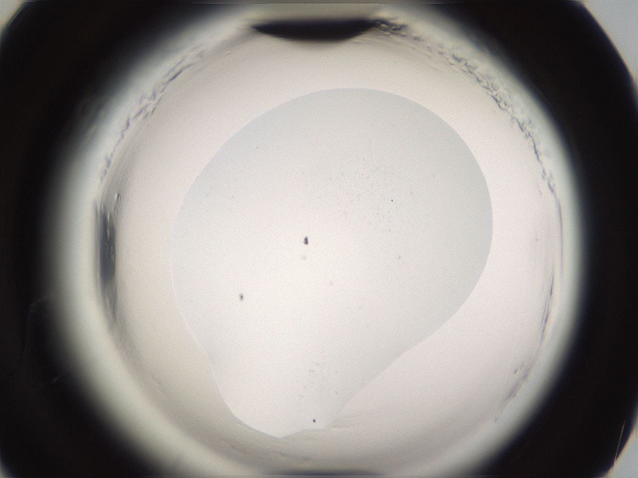 folderID595_plateID2595_batchID13189_wellNum90_profileID1_d2_r206486_ef.jpg