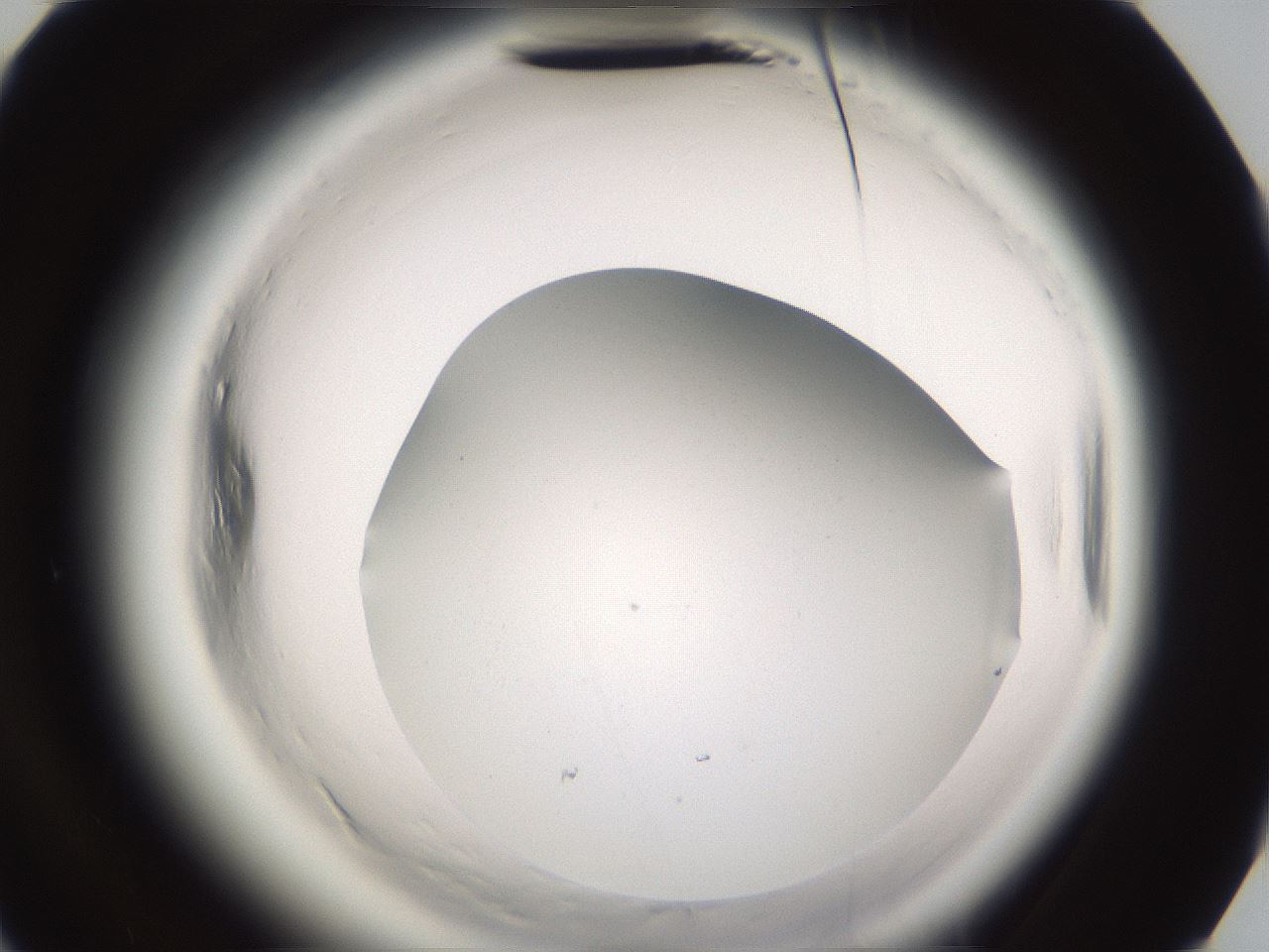 folderID595_plateID2595_batchID13189_wellNum92_profileID1_d3_r206493_ef.jpg