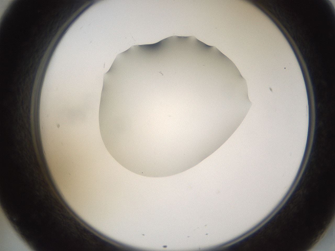 folderID596_plateID1596_batchID6729_wellNum20_profileID1_d2_r106203_ef.jpg