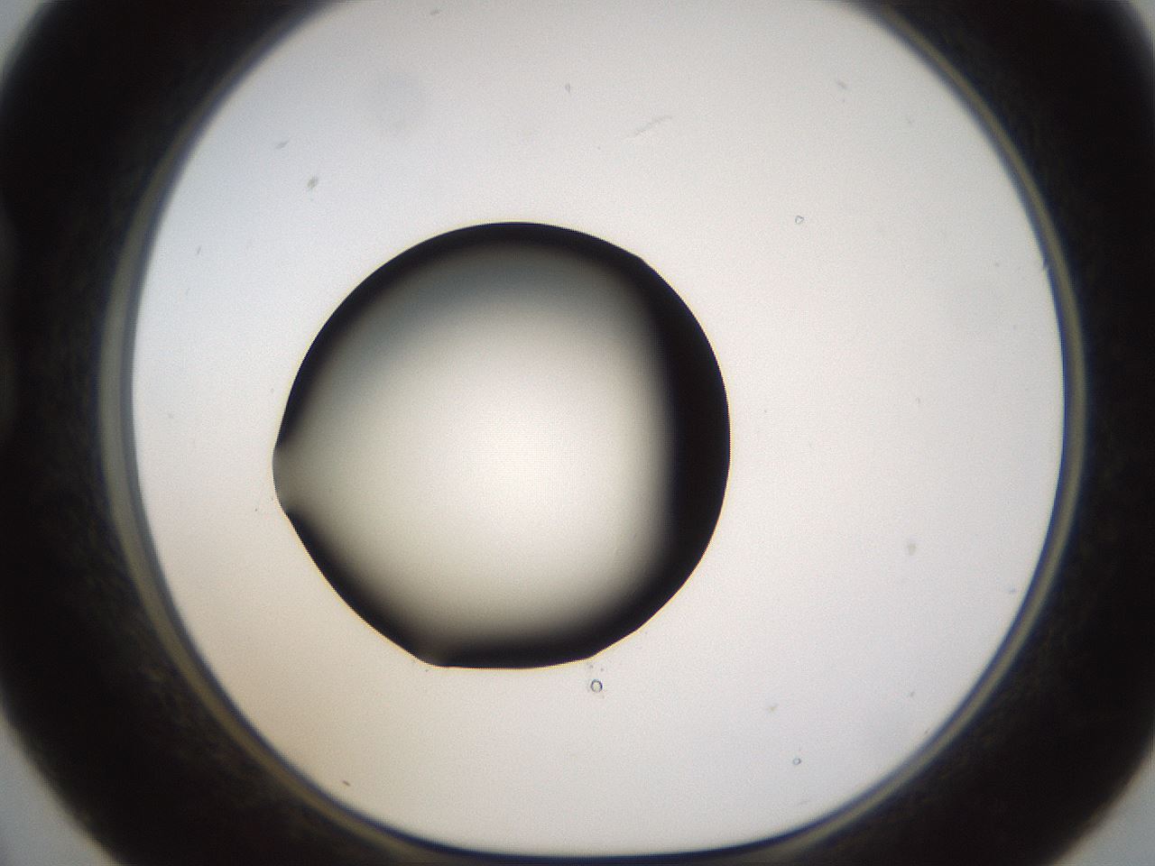 folderID596_plateID1596_batchID6729_wellNum21_profileID1_d1_r106204_ef.jpg