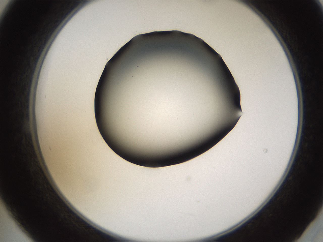 folderID596_plateID1596_batchID6729_wellNum21_profileID1_d2_r106205_ef.jpg