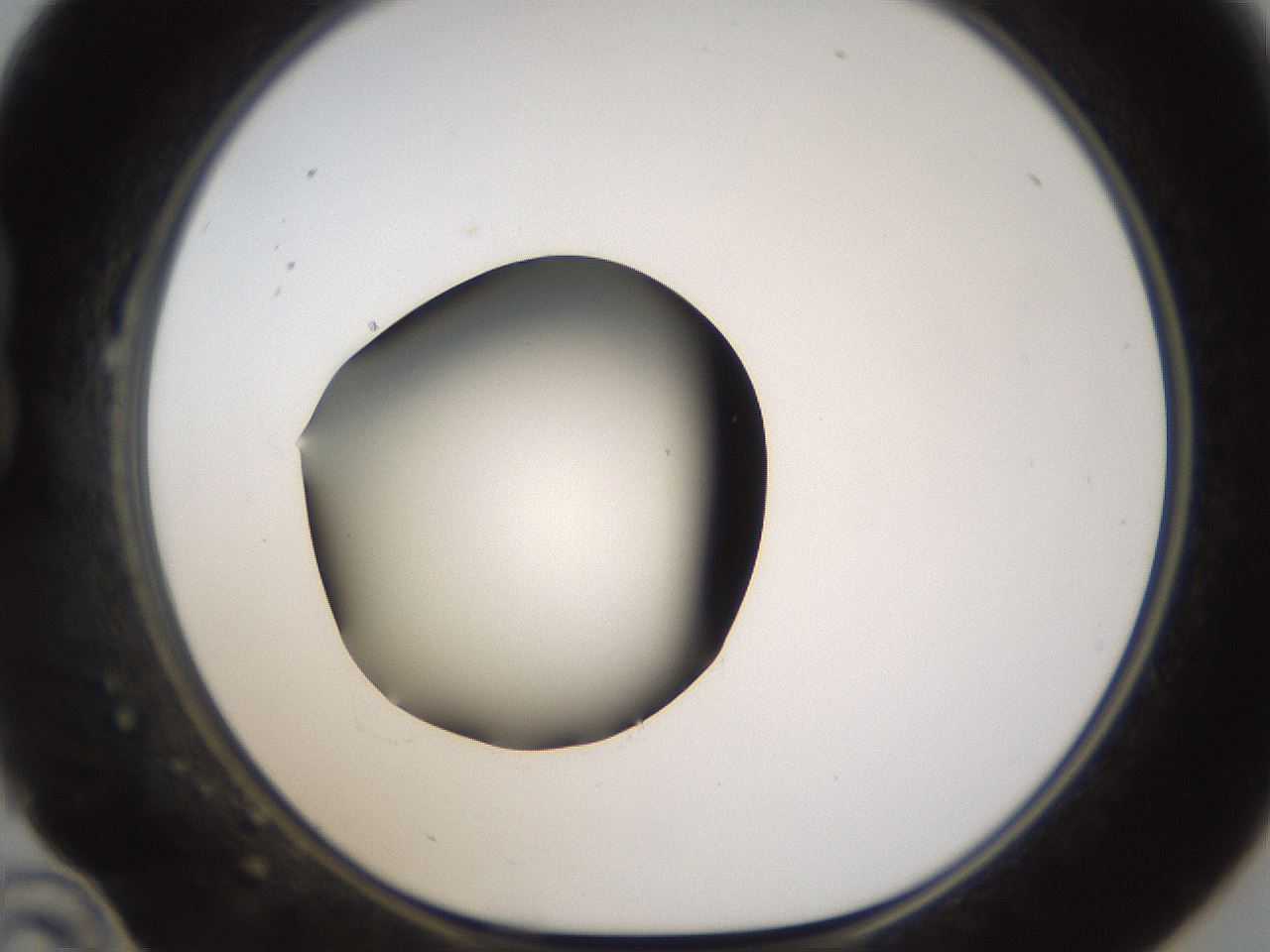folderID596_plateID1596_batchID6729_wellNum22_profileID1_d1_r106206_ef.jpg