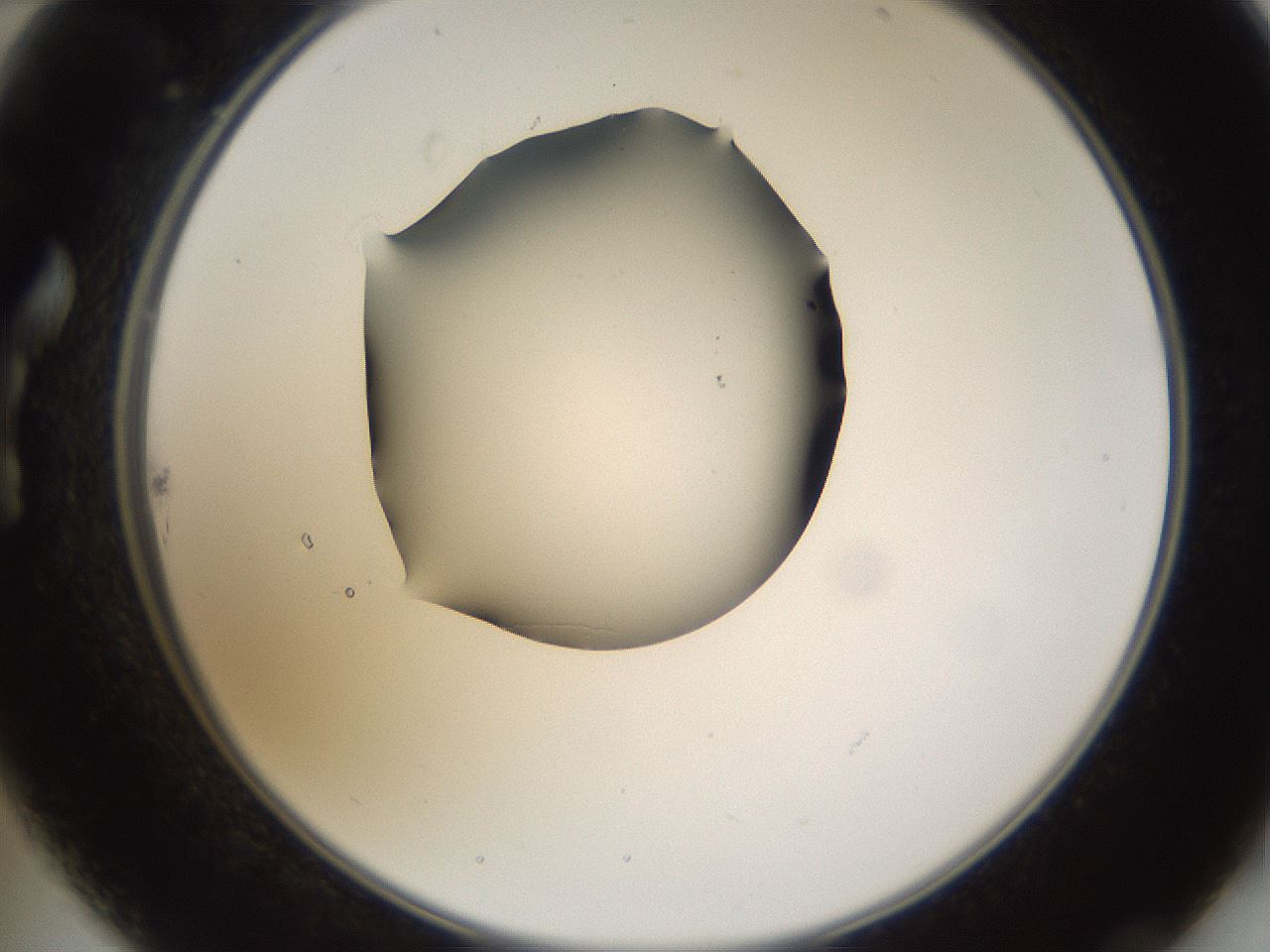 folderID596_plateID1596_batchID6729_wellNum22_profileID1_d2_r106207_ef.jpg