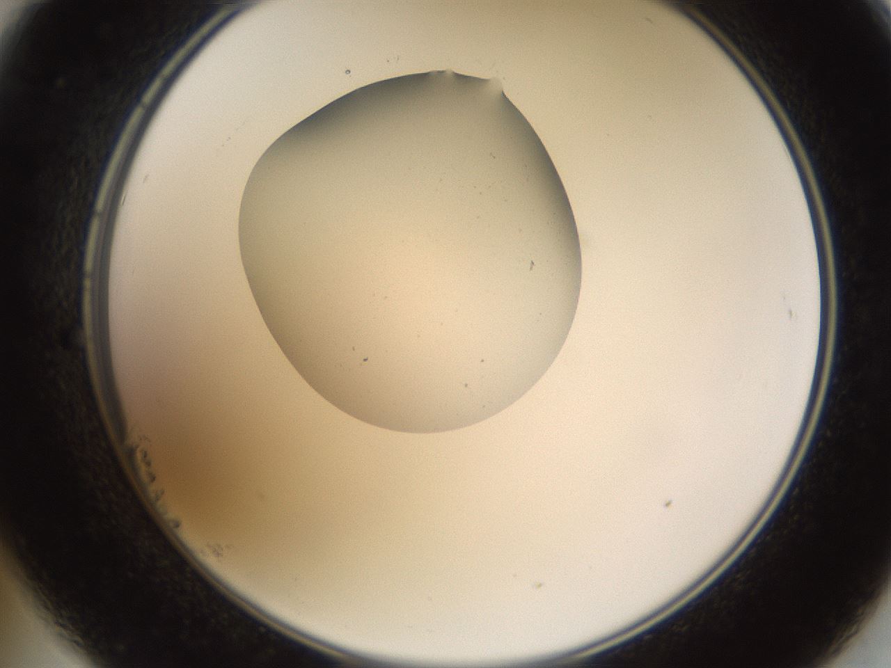 folderID596_plateID1596_batchID6729_wellNum23_profileID1_d2_r106209_ef.jpg