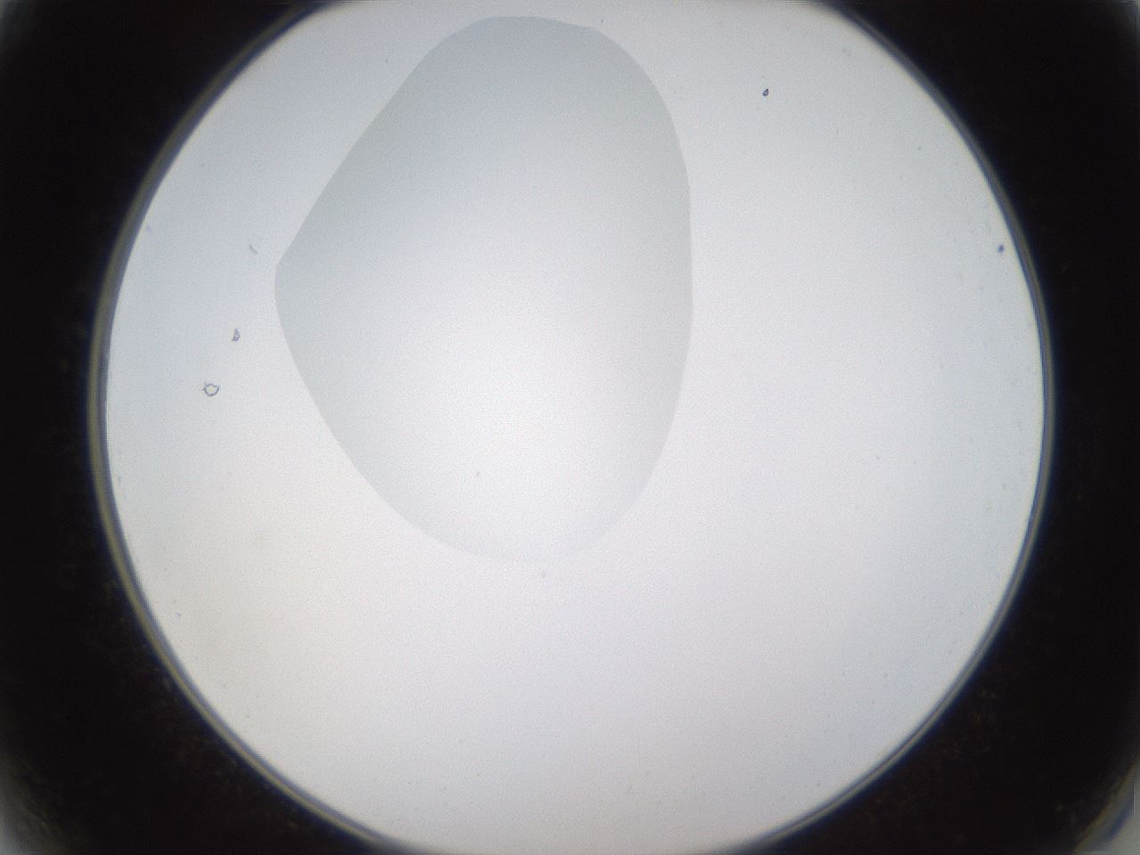 folderID596_plateID1596_batchID6729_wellNum2_profileID1_d2_r106167_ef.jpg