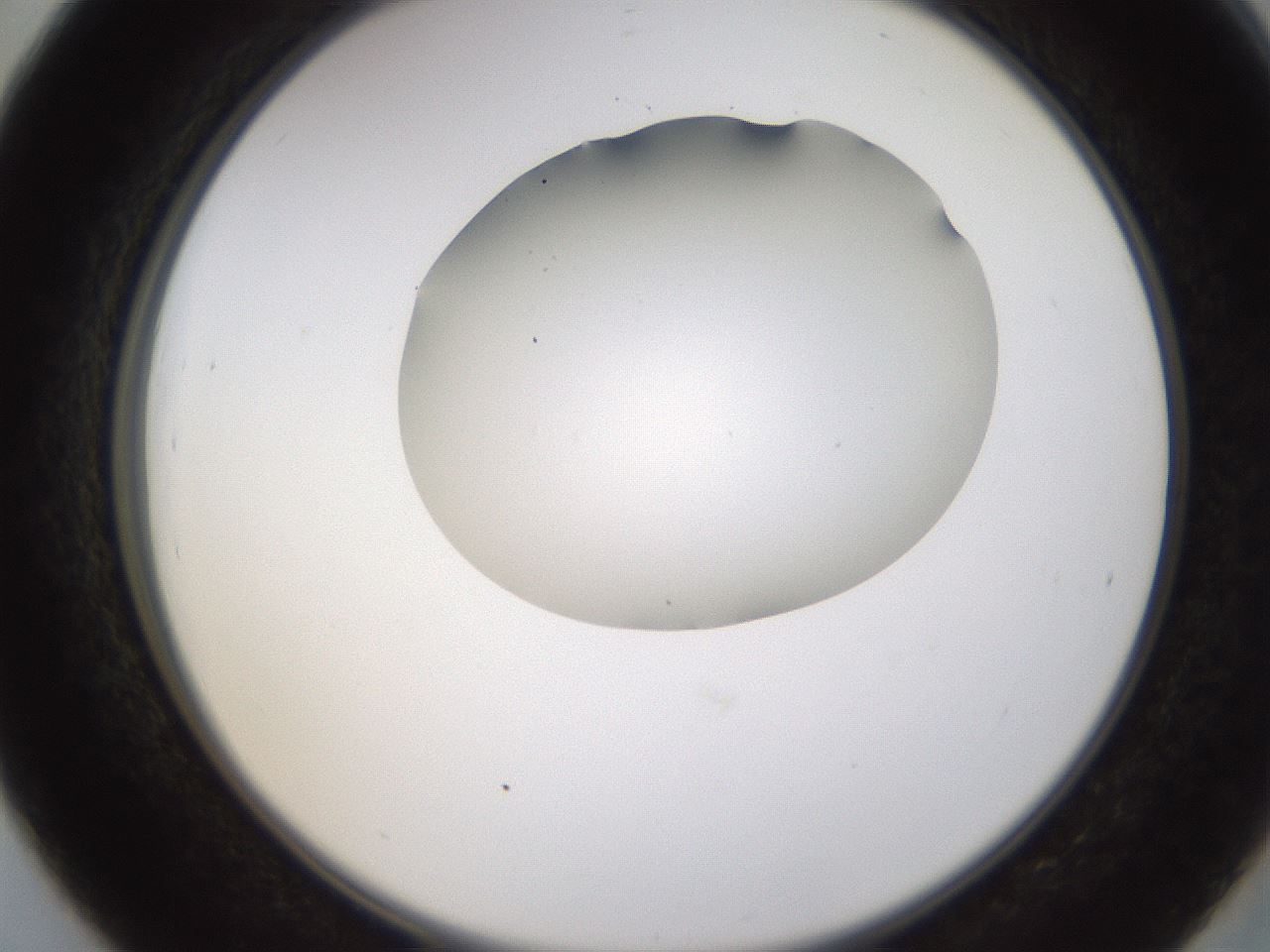 folderID596_plateID1596_batchID6729_wellNum39_profileID1_d2_r106241_ef.jpg