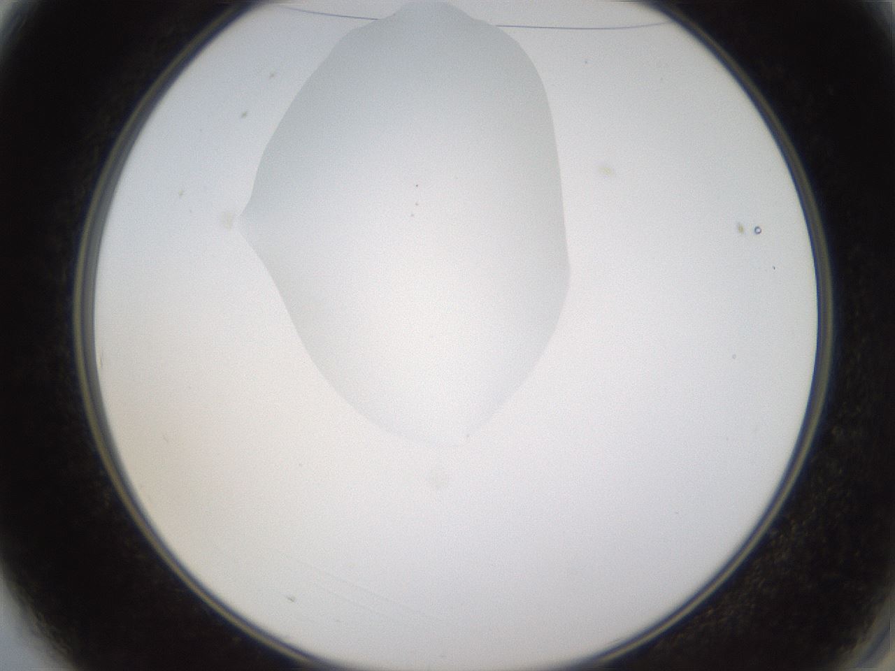 folderID596_plateID1596_batchID6729_wellNum3_profileID1_d2_r106169_ef.jpg