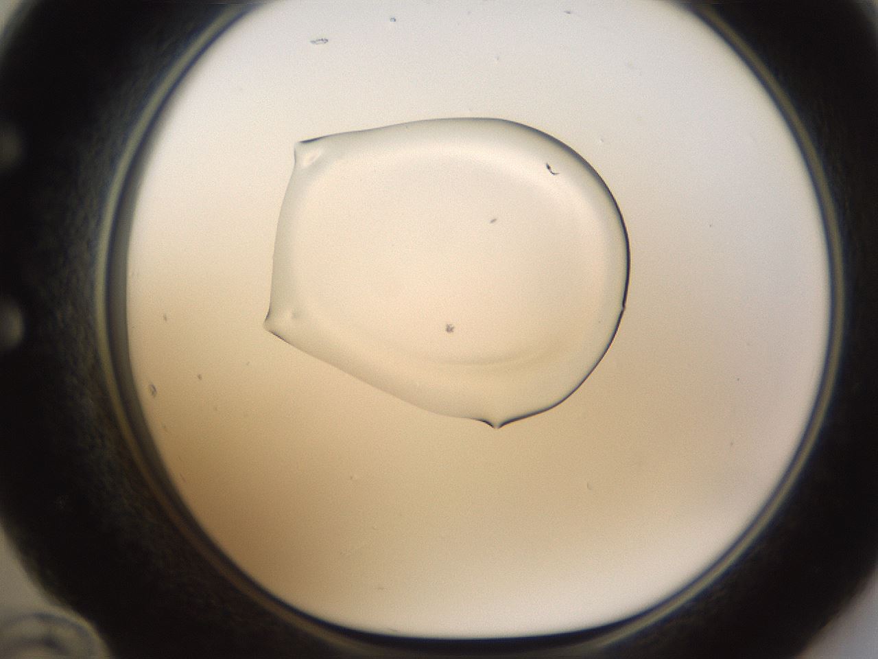 folderID596_plateID1596_batchID6729_wellNum60_profileID1_d1_r106282_ef.jpg