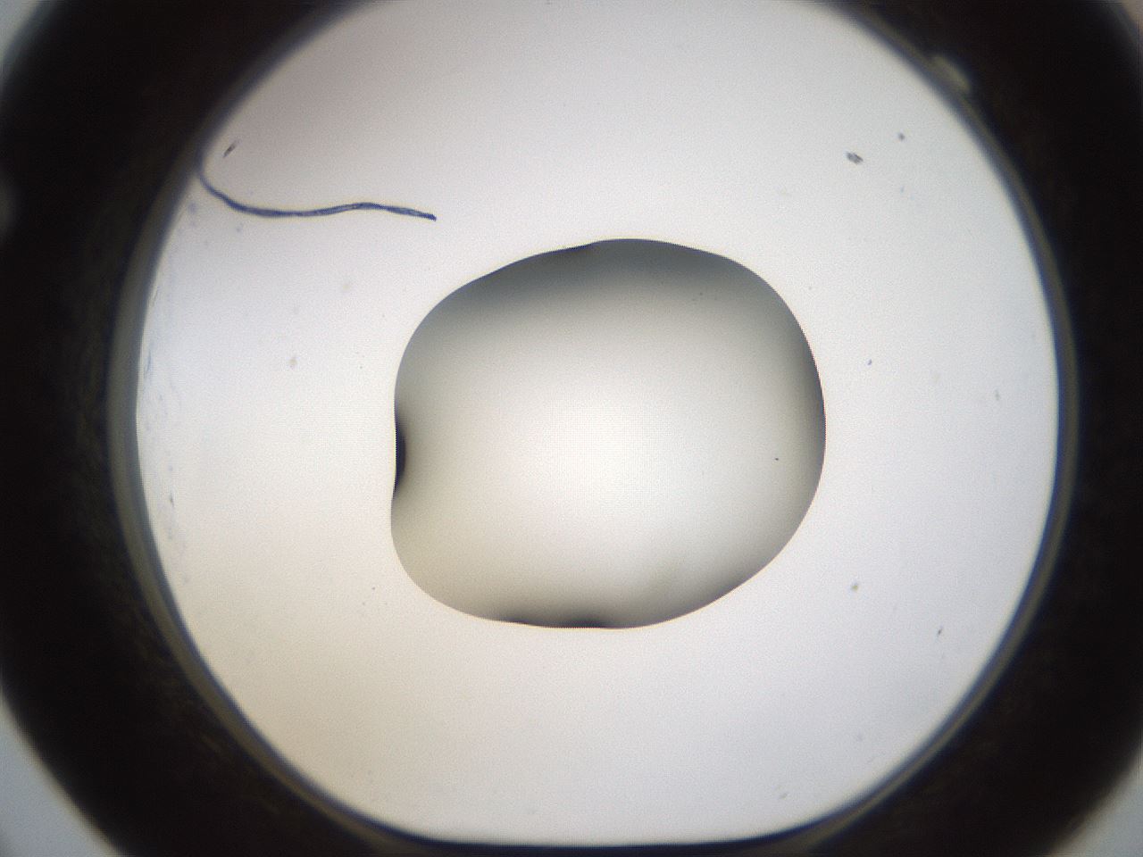 folderID596_plateID1596_batchID6729_wellNum69_profileID1_d1_r106300_ef.jpg