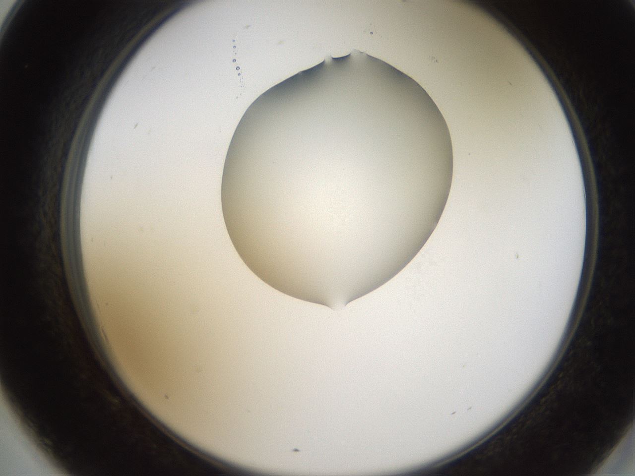 folderID596_plateID1596_batchID6729_wellNum69_profileID1_d2_r106301_ef.jpg