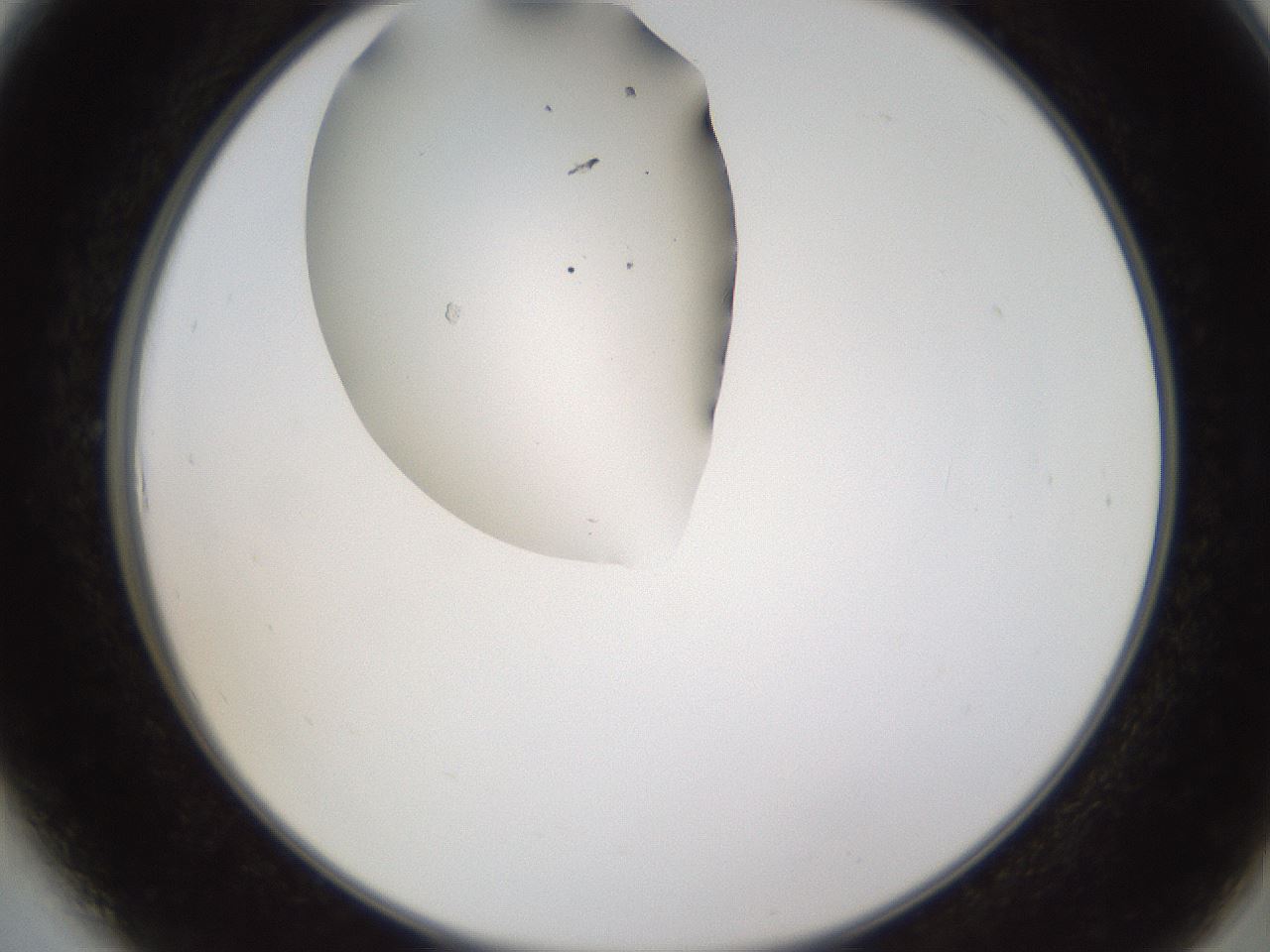 folderID596_plateID1596_batchID6729_wellNum6_profileID1_d2_r106175_ef.jpg