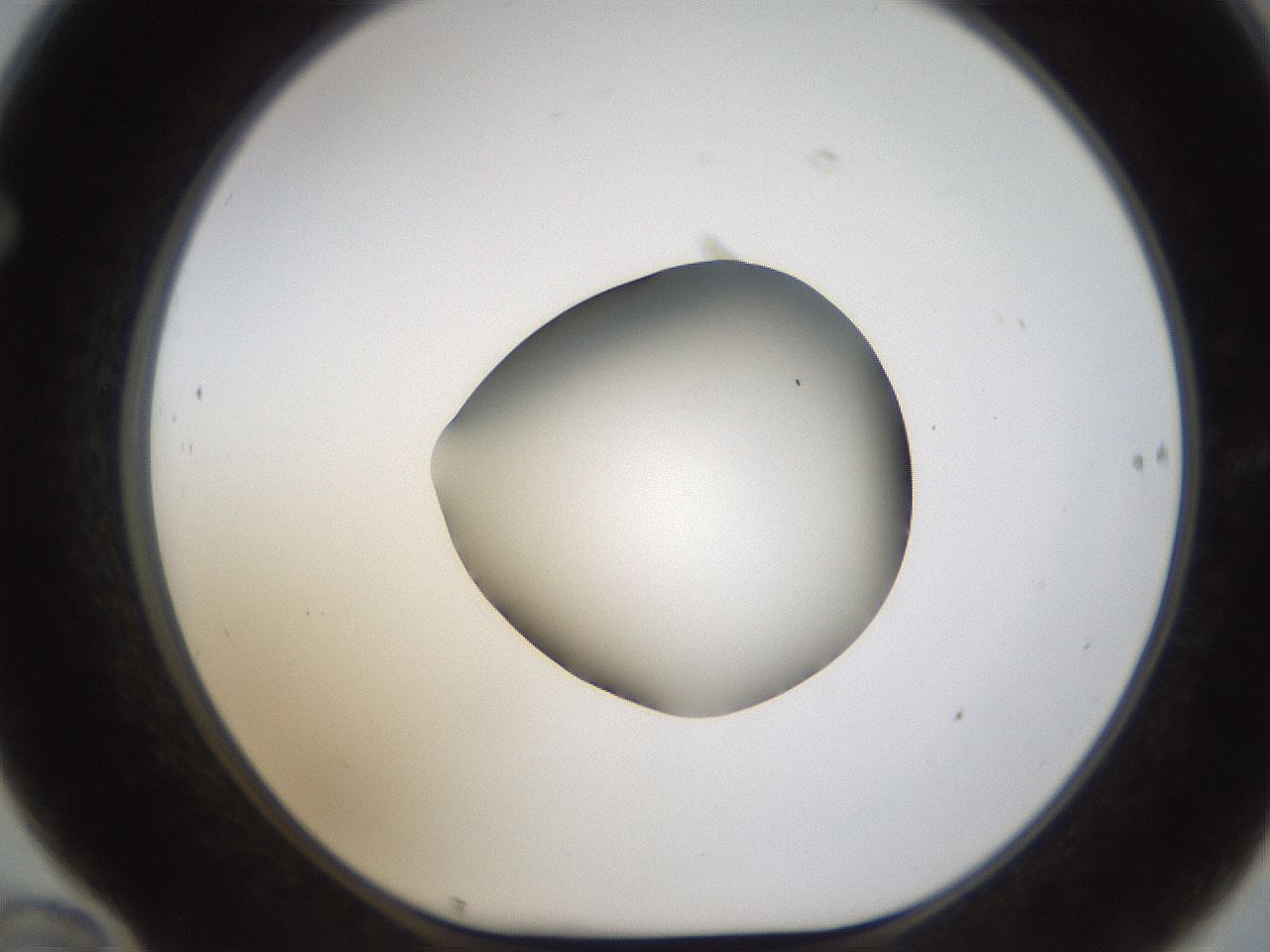 folderID596_plateID1596_batchID6729_wellNum70_profileID1_d1_r106302_ef.jpg