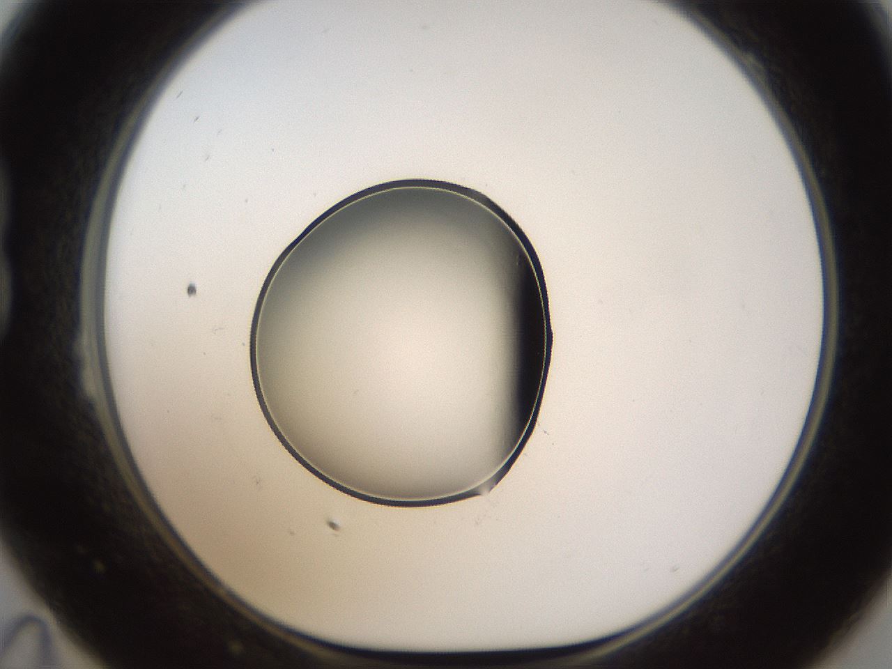 folderID596_plateID1596_batchID6729_wellNum23_profileID1_d1_r106208_ef.jpg