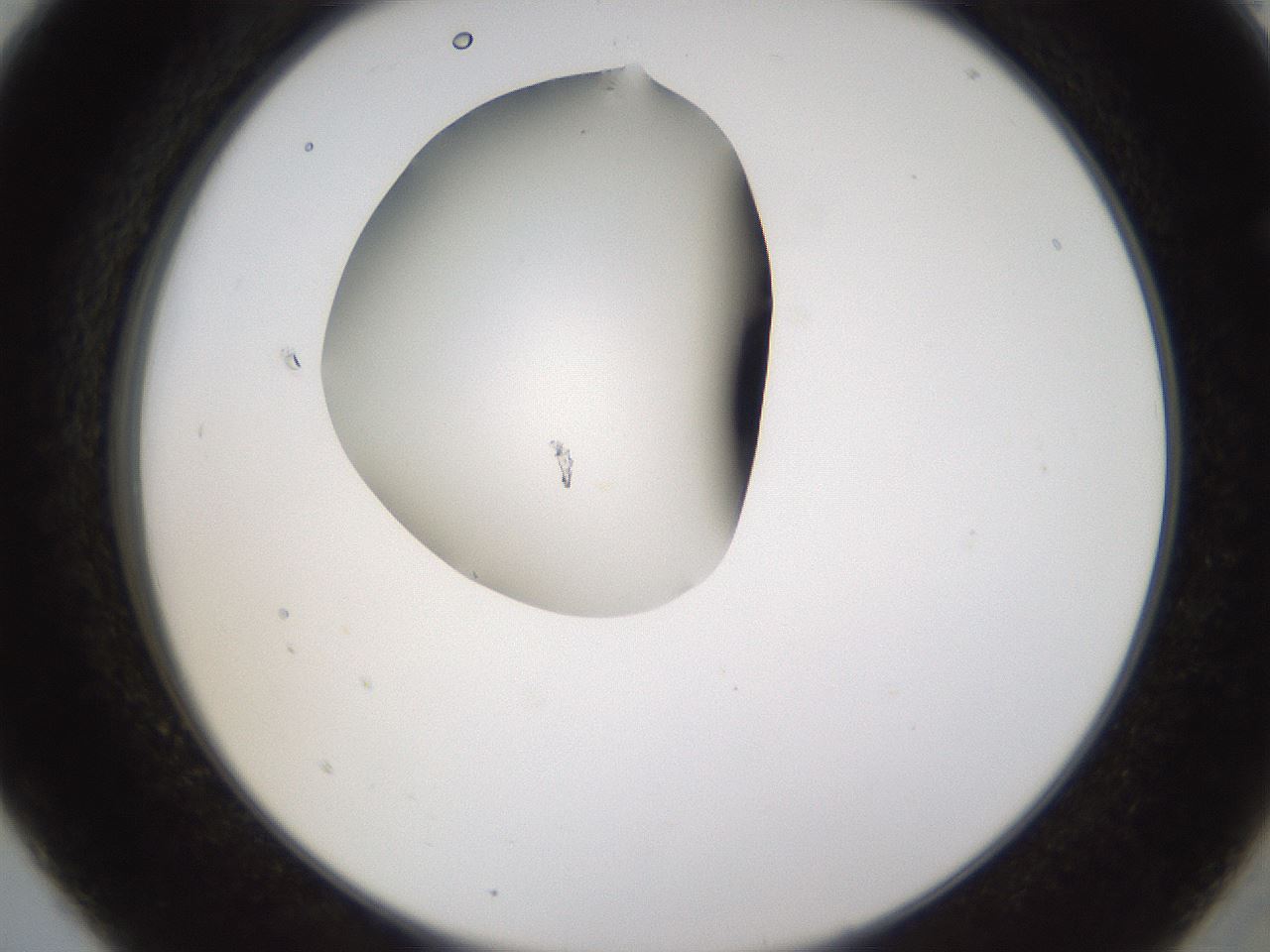 folderID596_plateID1596_batchID6729_wellNum5_profileID1_d2_r106173_ef.jpg