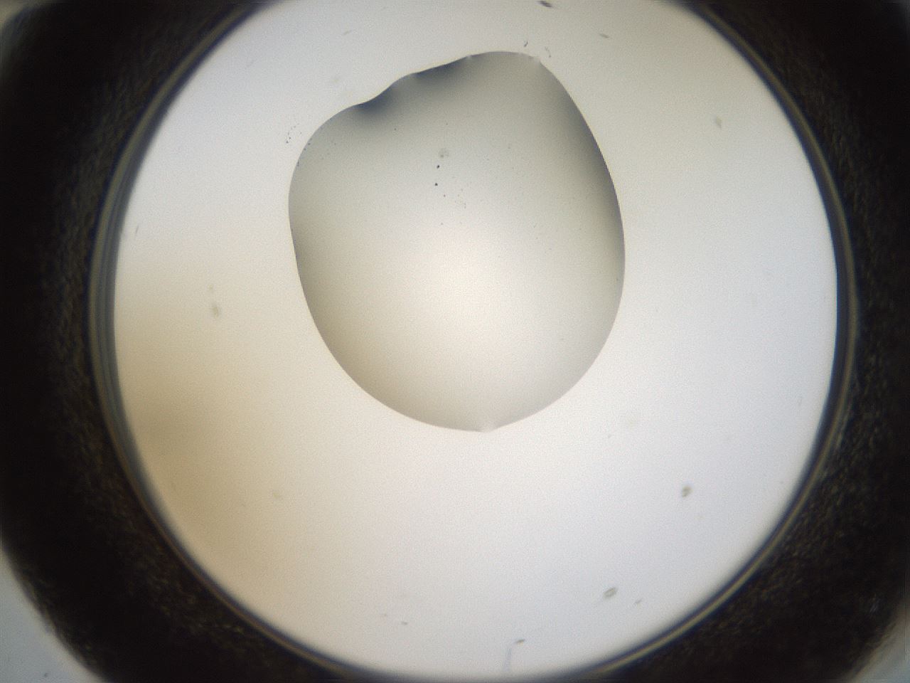 folderID596_plateID1596_batchID6729_wellNum70_profileID1_d2_r106303_ef.jpg