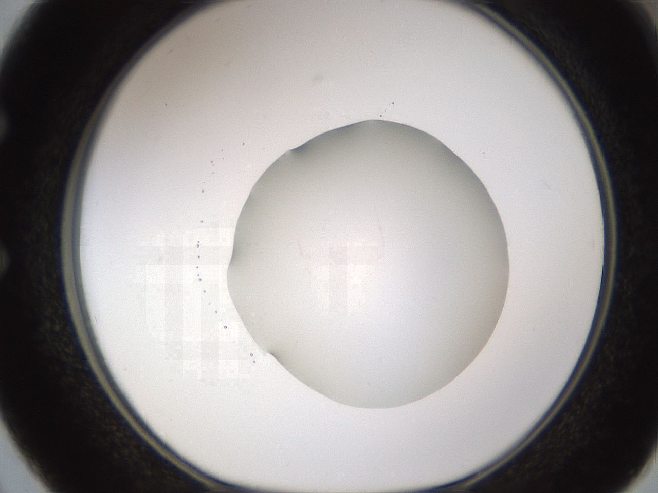 folderID597_plateID1597_batchID6720_wellNum50_profileID1_d1_r104534_ef.jpg