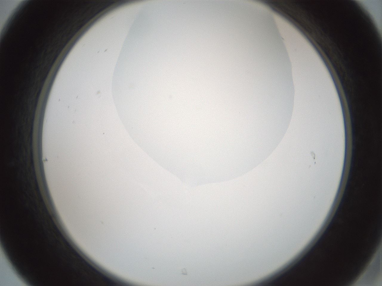 folderID599_plateID1599_batchID6728_wellNum31_profileID1_d2_r106033_ef.jpg