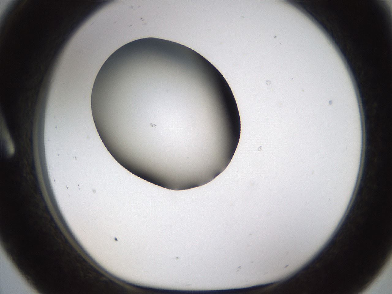 folderID596_plateID1596_batchID6729_wellNum8_profileID1_d1_r106178_ef.jpg