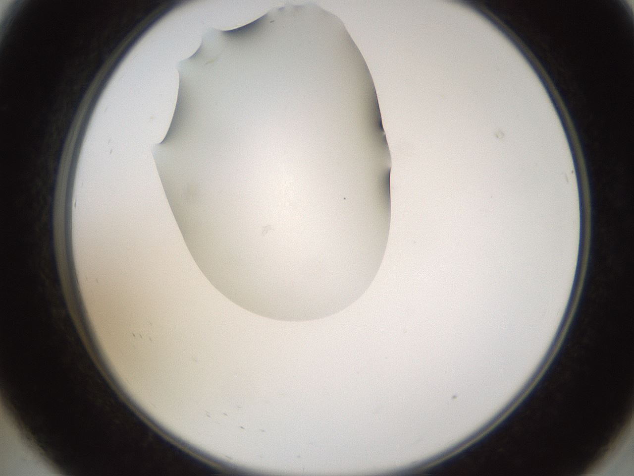 folderID596_plateID1596_batchID6729_wellNum8_profileID1_d2_r106179_ef.jpg