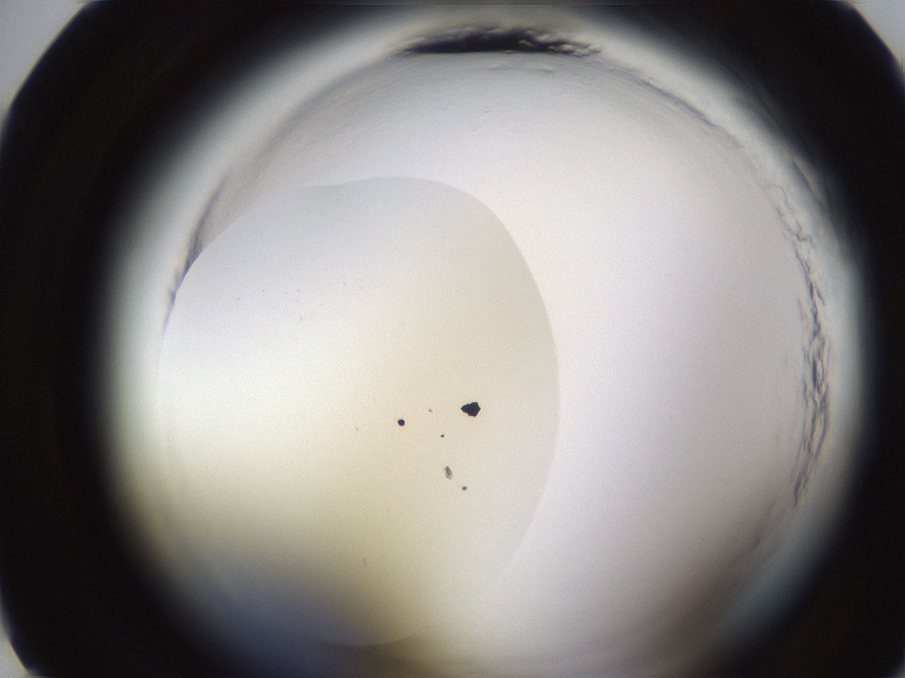 folderID596_plateID2596_batchID13191_wellNum10_profileID1_d1_r206821_ef.jpg