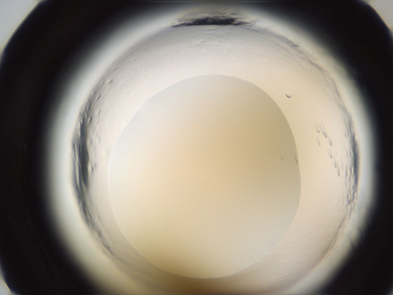 folderID596_plateID2596_batchID13191_wellNum11_profileID1_d1_r206824_ef.jpg