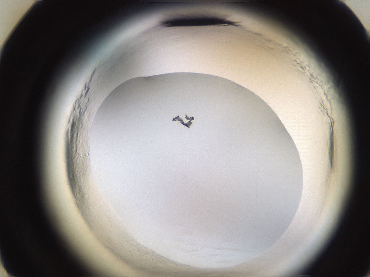 folderID596_plateID2596_batchID13191_wellNum11_profileID1_d3_r206826_ef.jpg