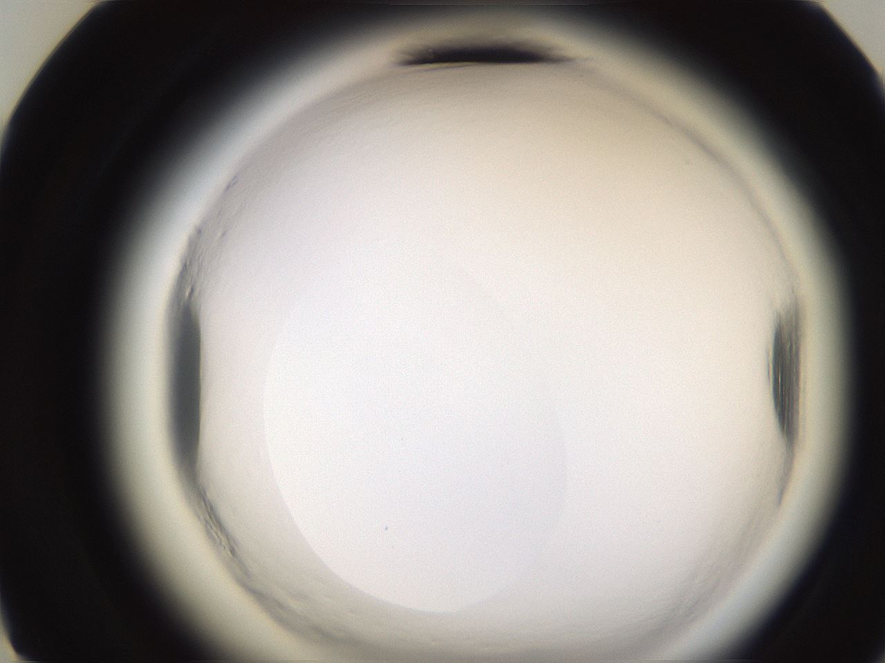 folderID596_plateID2596_batchID13191_wellNum12_profileID1_d3_r206829_ef.jpg
